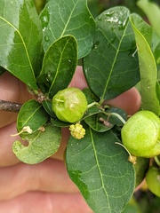 Malpighia emarginata