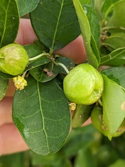 Malpighia emarginata