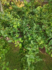 Malpighia emarginata