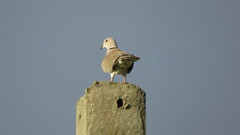 Streptopelia decaocto