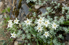 Leontopodium microphyllum