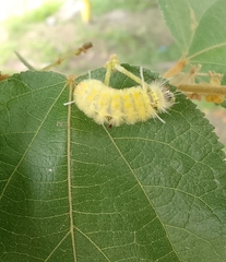 Lophocampa annulosa