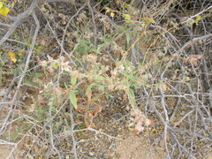 Trichodesma africanum