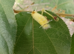 Lophocampa annulosa