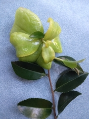 Exobasidium camelliae