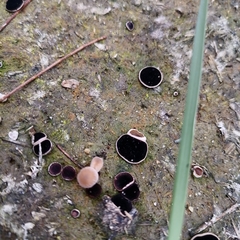 Ascobolus scatigenus