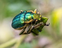 Diphucephala