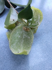 Exobasidium camelliae