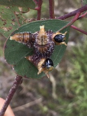 Perga affinis