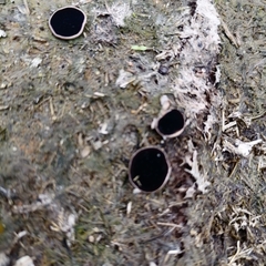 Ascobolus scatigenus