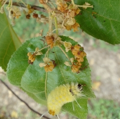 Lophocampa annulosa