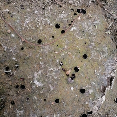 Ascobolus scatigenus