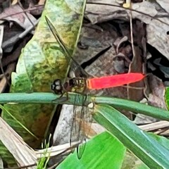 Orchithemis pulcherrima