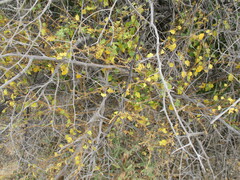 Leptostemonum