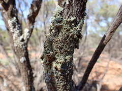 Flavoparmelia rutidota