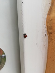 Cycloneda emarginata