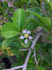 Malpighia emarginata