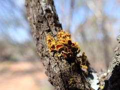 Teloschistes chrysophthalmus