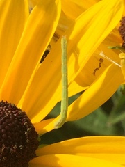 Chlorochlamys chloroleucaria