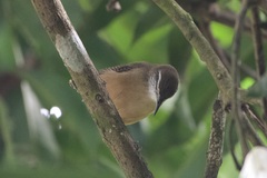 Cantorchilus leucotis