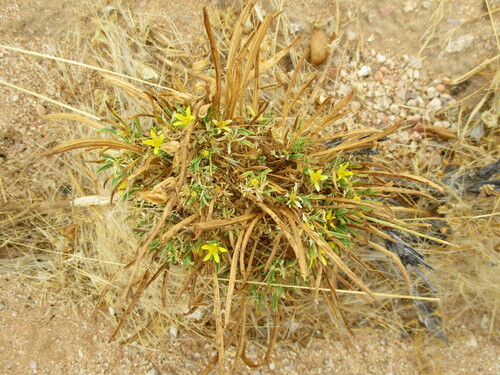 Image of Geigeria ornativa by no rights reserved