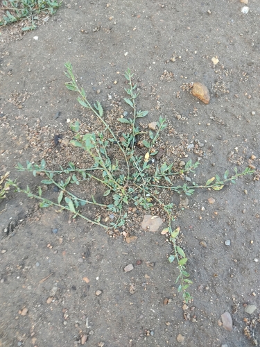 Polygonum aviculare iNat (3)