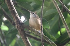 Cantorchilus leucotis