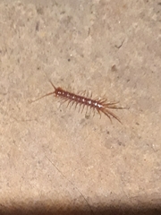 Lithobiomorpha
