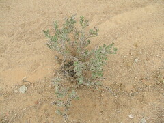 Codon royenii