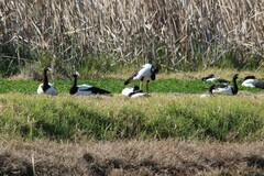 Anseranas semipalmata
