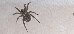 Hogna bivittata