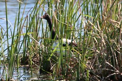 Anseranas semipalmata