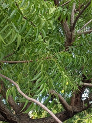 Azadirachta indica
