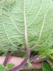 Coleus