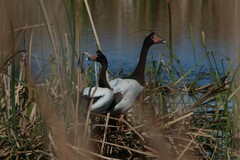 Anseranas semipalmata