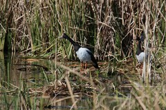 Anseranas semipalmata