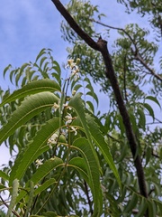 Azadirachta indica