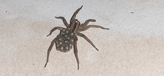Hogna bivittata
