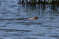 Hydromys chrysogaster