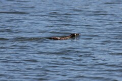 Hydromys chrysogaster
