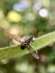 Entomophthora muscae