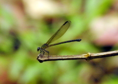 Euphaea ochracea