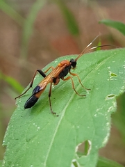 Ctenochares bicolorus
