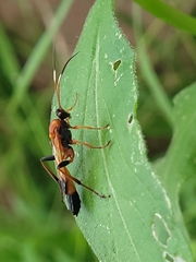 Ctenochares bicolorus