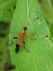 Ctenochares bicolorus