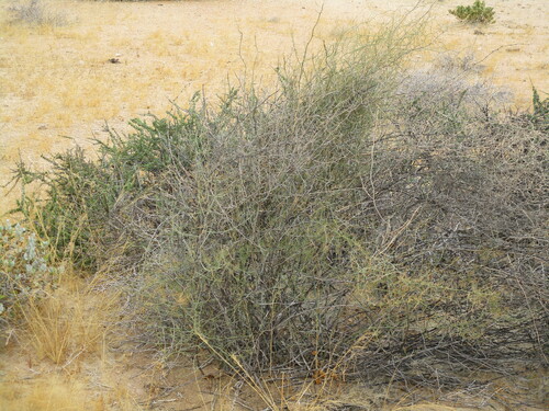 Image of Asparagus pearsonii by no rights reserved