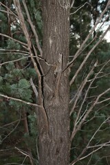 Callitris glaucophylla