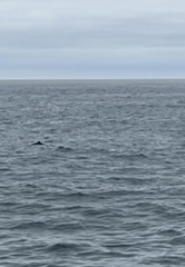 Phocoena phocoena