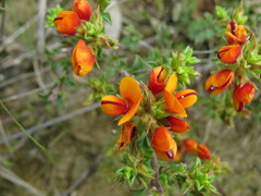 Pultenaea procumbens