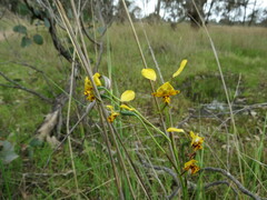 Diuris